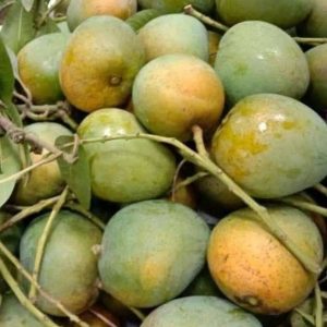 himsagor mango