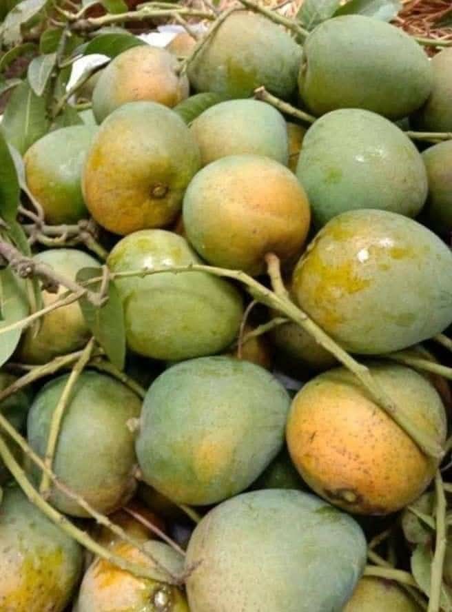 himsagor mango